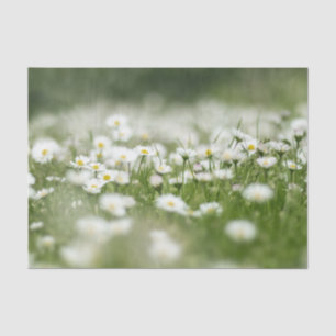 Papier Mousseline Daisy Meadow