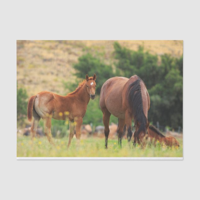 Papier Mousseline De beaux chevaux (Recto)