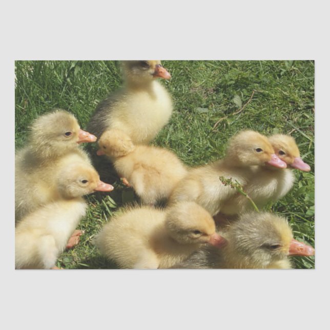 Papier Mousseline de jeunes animaux mignons de la ferme (Recto)