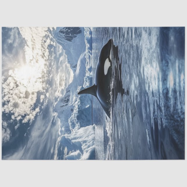 Papier Mousseline Découpage Baleine tueuse Orca Icy Waters (Recto)