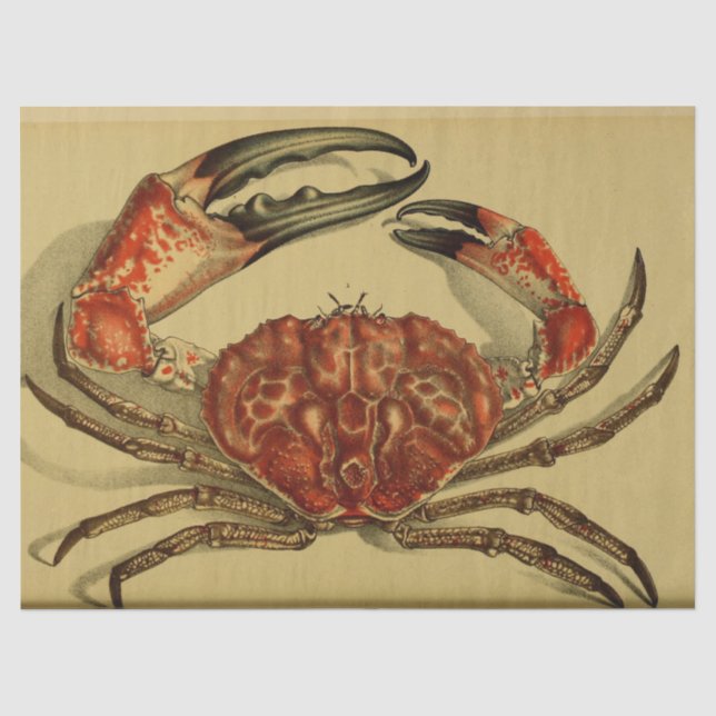 Papier Mousseline Découpage de l'éphémère du crabe rouge marine (Recto)