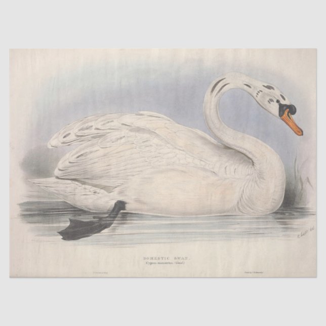 Papier Mousseline Découpage de l'Ephémère du cygne blanc d'oiseaux (Recto)