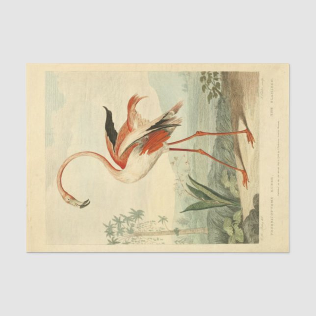 Papier Mousseline Découpage de l'Ephémère du Flamant rose d'oiseaux (Recto)