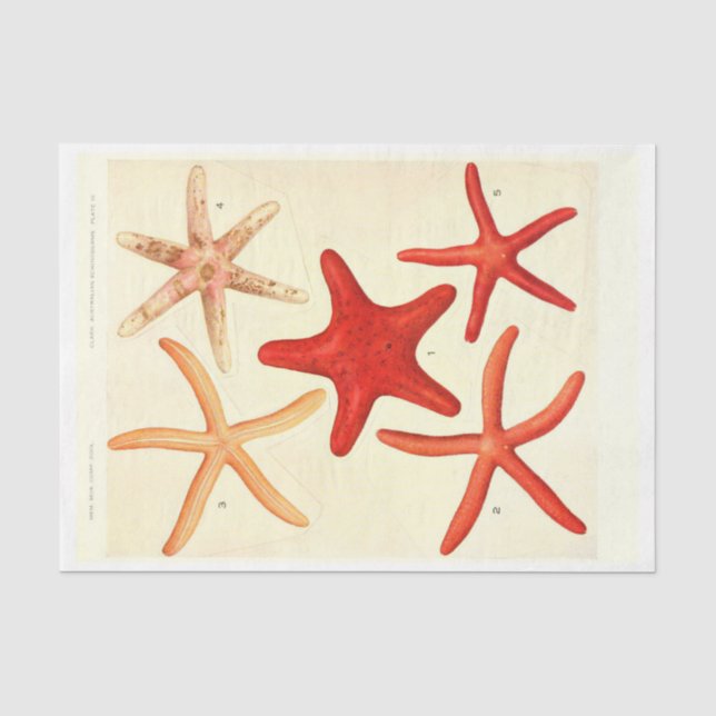 Papier Mousseline Découpage de l'Ephémère rouge marine (Recto)