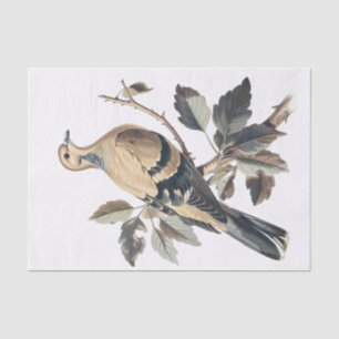 Papier Mousseline Découpage de l'illustration de colombe de deuil vi