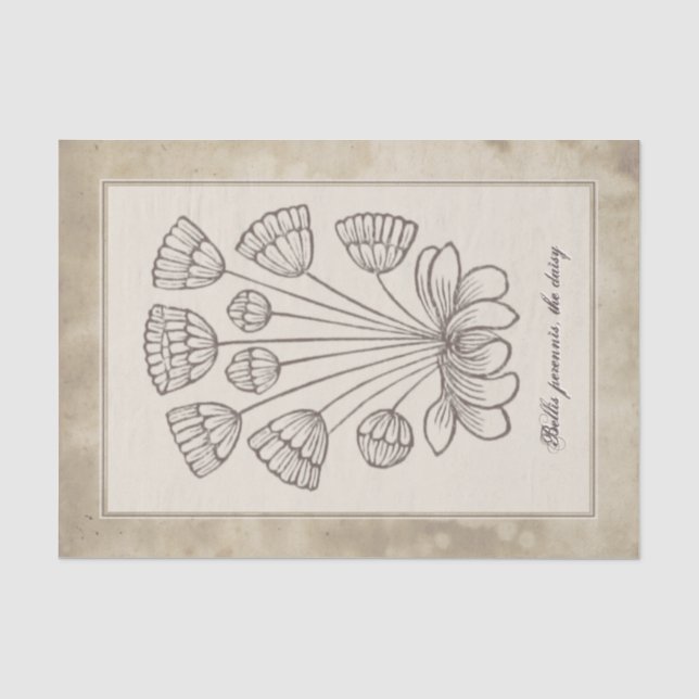 Papier Mousseline Découpage de parchemin de fleur de marguerite vint (Recto)