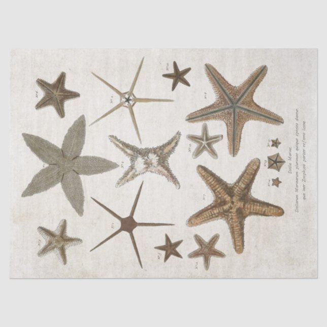 Papier Mousseline Découpage de poisson-étoile scientifique vintage (Recto)