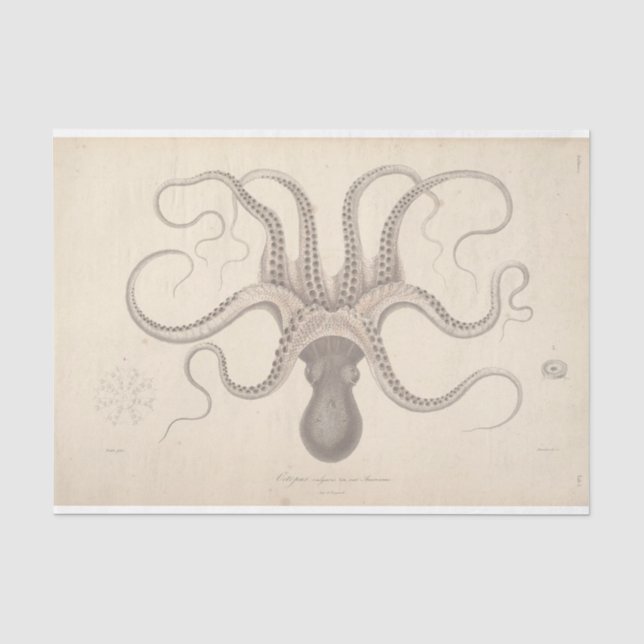 Papier Mousseline Découpage de script d'éptopus nautique (Recto)