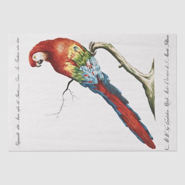 Papier Mousseline Découpage des oiseaux tropicaux du perroquet (Recto)