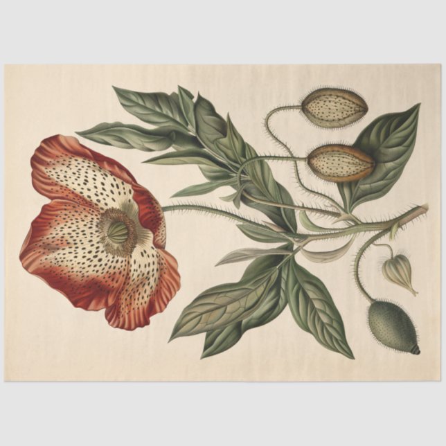 Papier Mousseline Découpage du mobilier d'illustration de pavot vint (Recto)