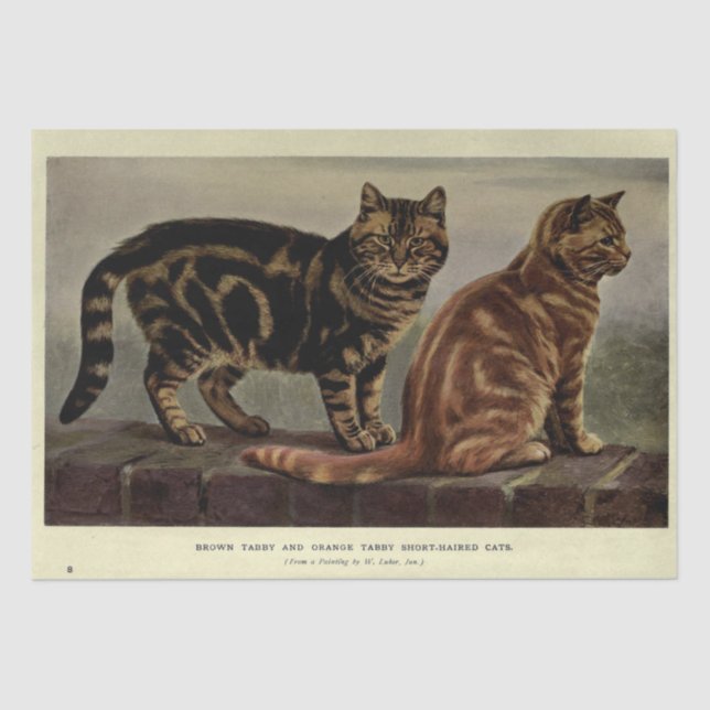 Papier Mousseline Découpage Ephemera chat Tabby orange Brown (Recto)