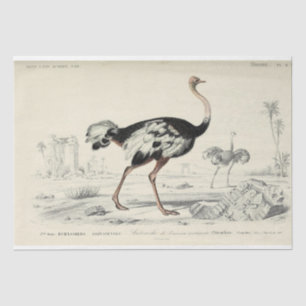 Papier Mousseline Découpage Ephémère d'oiseaux Autruche française