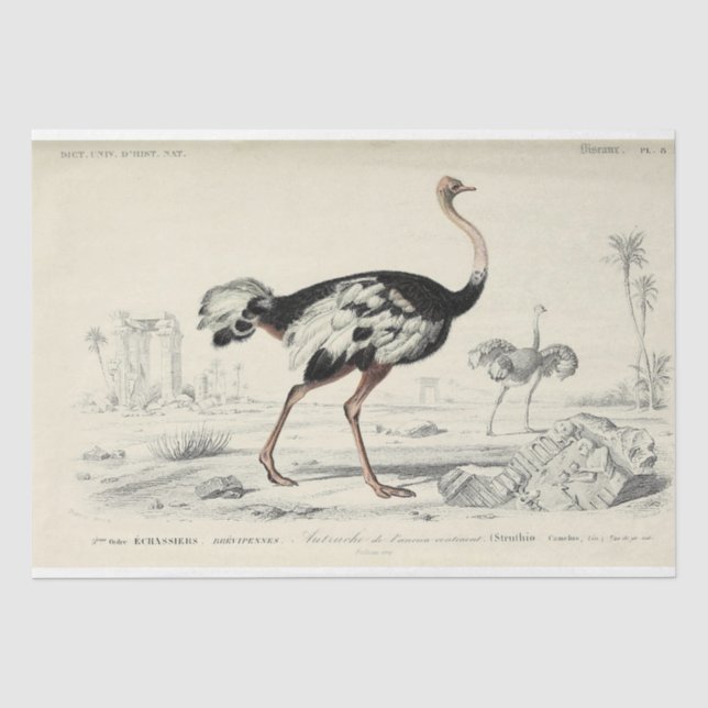 Papier Mousseline Découpage Ephémère d'oiseaux Autruche française (Recto)
