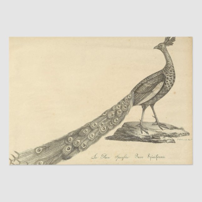 Papier Mousseline Découpage Ephémère Peacock (Recto)