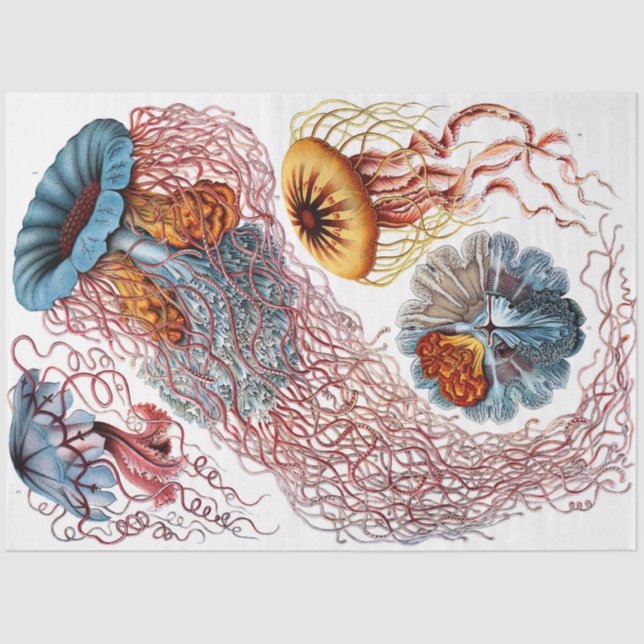 Papier Mousseline Découpage Ernst Haeckel 8 (Recto)