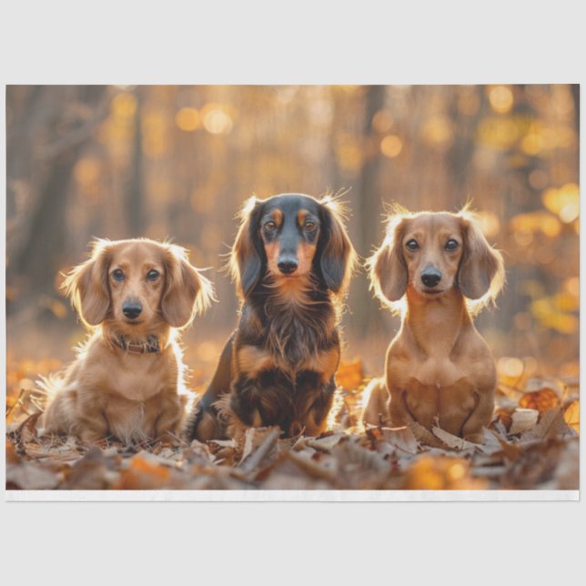 Papier Mousseline Découpage Paramètre d'automne Dachshunds Feuilles  (Recto)