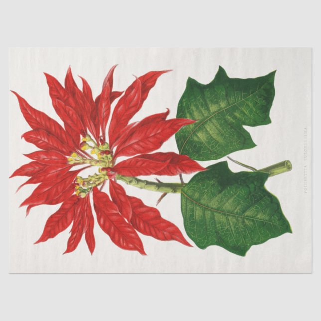 Papier Mousseline Découpage rouge à fleurs de Noël Poinsetta (Recto)