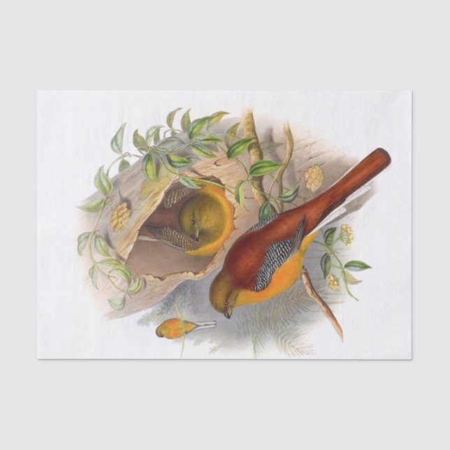 Papier Mousseline Découpage Trogon de montagne (Recto)