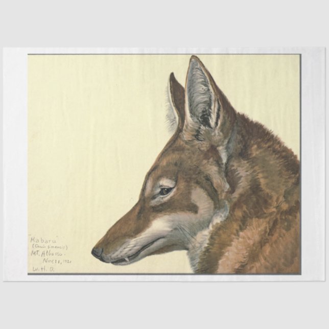 Papier Mousseline Découpage Wolf Ephemera (Recto)