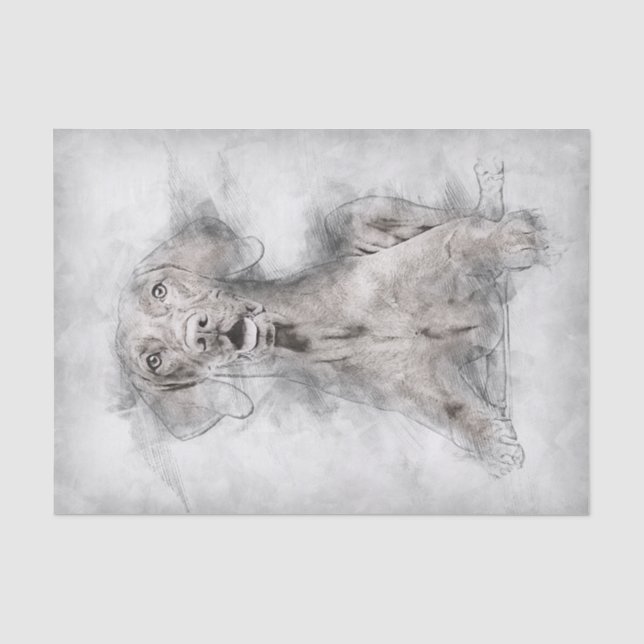 Papier Mousseline Dessin de Chien Vizsla (Recto)