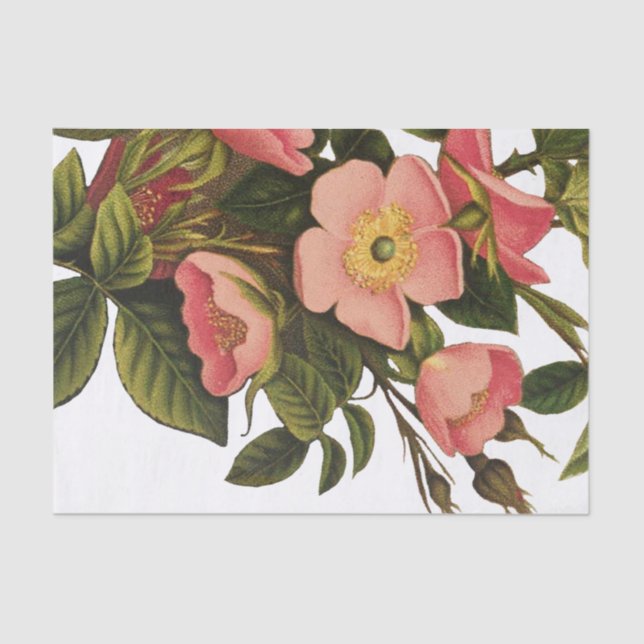 Papier Mousseline Dessin d'illustration d'art Rose antique (Recto)