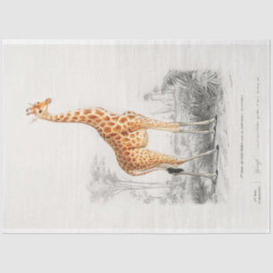 Papier Mousseline Dessin scientifique vintage Giraffe Découpage