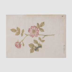 Papier Mousseline Deux Roses de chien et Lackey Moth Caterpillar