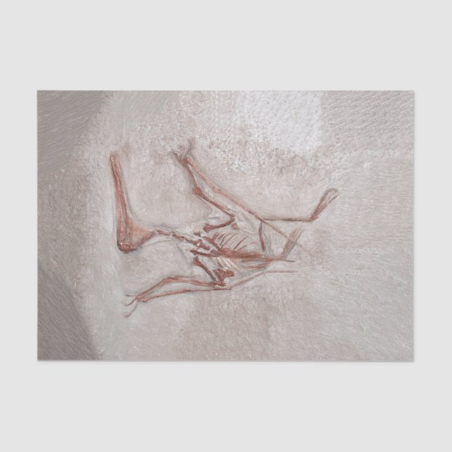 Papier Mousseline Dinosaur Bones Ancien Sketch préhistorique (Recto)