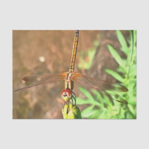 Papier Mousseline Dragonfly Artistique Reposant Sur Une Tête De Fleu