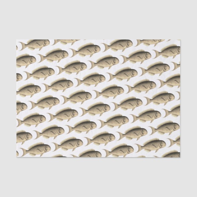 Papier Mousseline École de Sepia Motif de poisson Illustration Vinta (Recto)