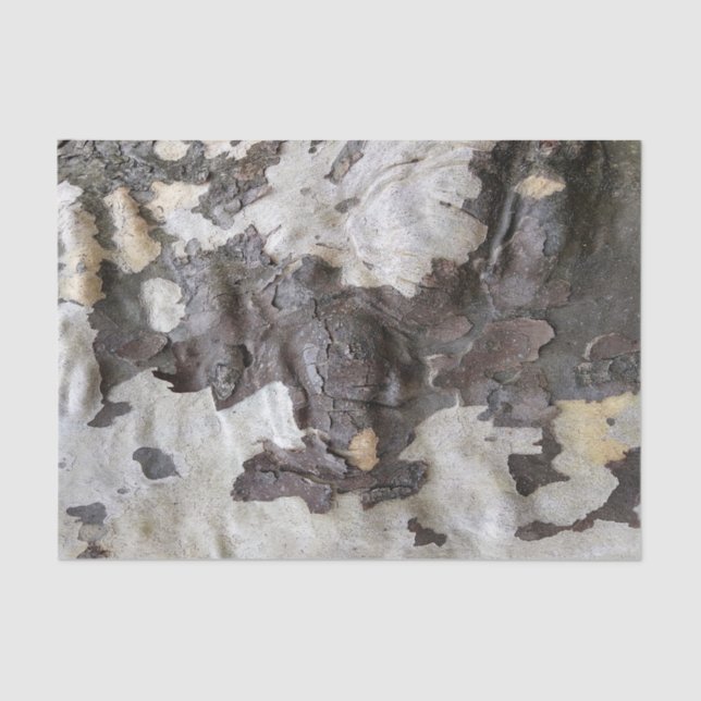 Papier Mousseline Écorce d'arbre Sycamore Peeling et Shedding (Recto)