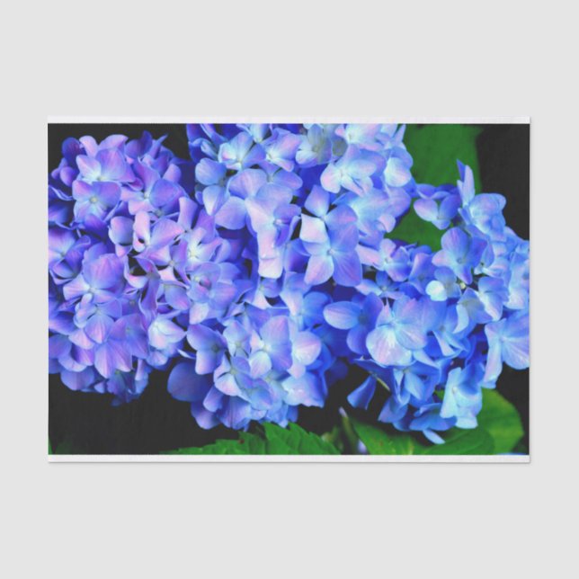 Papier Mousseline Élégant bleu violet clair magenta hydrangée floral (Recto)