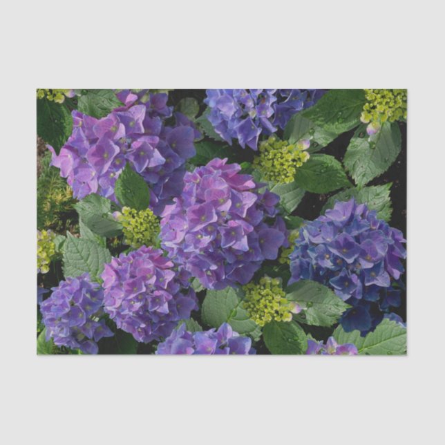 Papier Mousseline Elégant bleu violet magenta vert hydrangée florale (Recto)