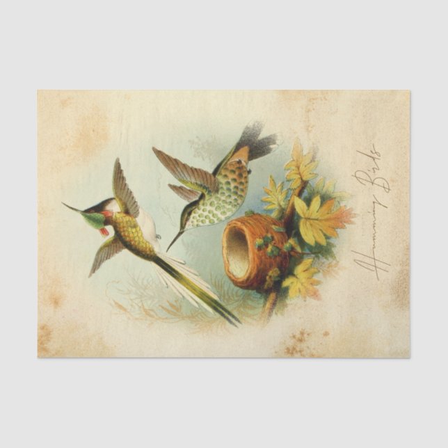 Papier Mousseline Élégant colibri (Recto)