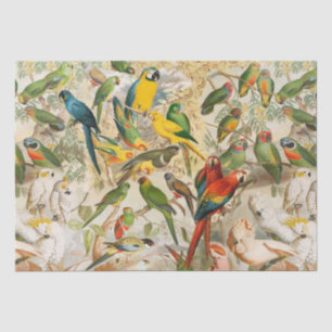 Papier Mousseline Elégant Vintage Oiseaux tropicaux Parrots Forêt tr