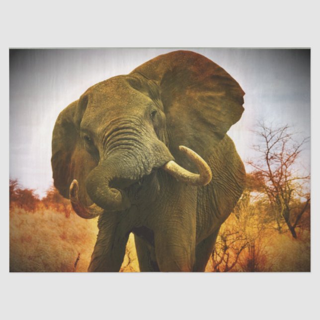 Papier Mousseline Eléphant africain (Recto)