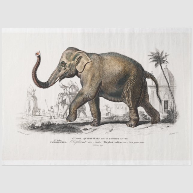 Papier Mousseline Eléphant Vintage (Recto)
