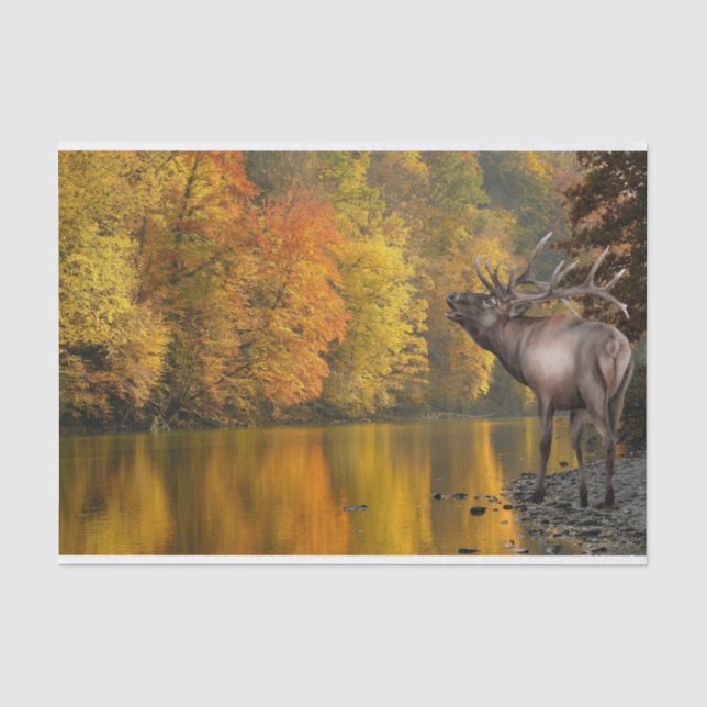Papier Mousseline Elk de la rivière d'automne (Recto)