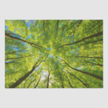 En regardant à travers les feuilles d'arbres verts