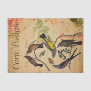 Papier Mousseline Ephemera Carte Postale Française Flycatcher Dégoup