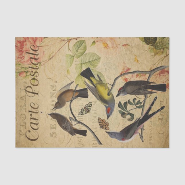 Papier Mousseline Ephemera Carte Postale Française Flycatcher Dégoup (Recto)