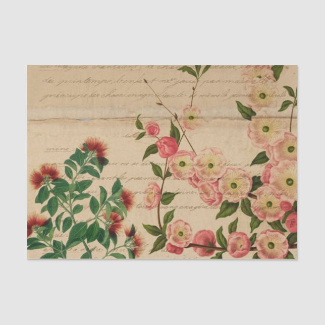 Papier Mousseline Ephémère botanique rose vintage (Recto)