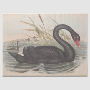 Papier Mousseline Ephémère de cygne noir d'oiseaux Découpage