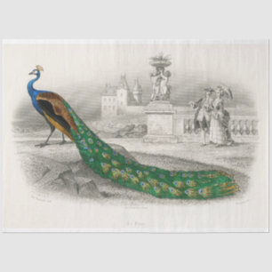 Papier Mousseline Ephémère de paon d'oiseaux Découpage français