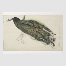 Papier Mousseline Ephémère Découpage Peacock en français