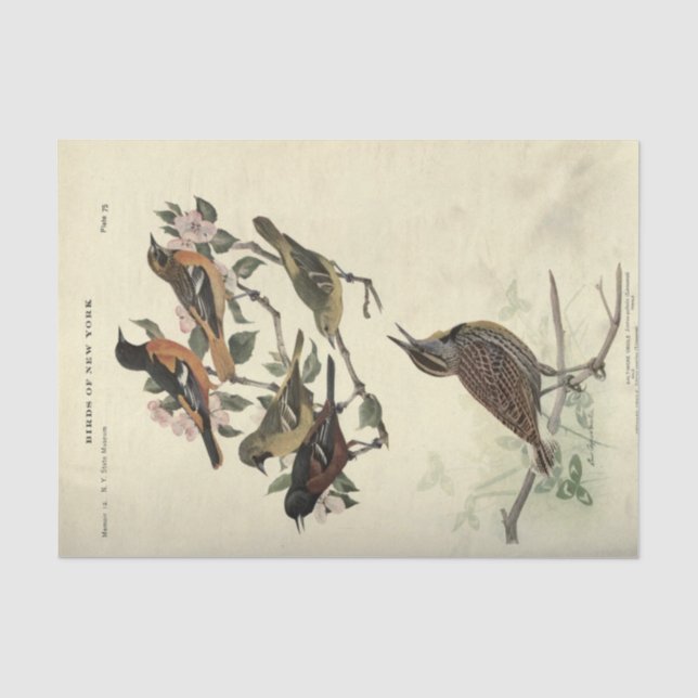 Papier Mousseline Ephémère d'oiseaux Découpage Fleurs florales (Recto)