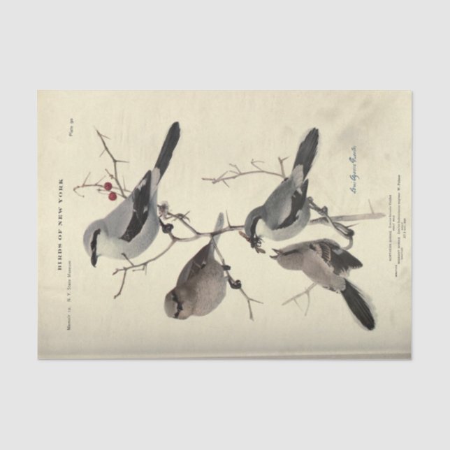 Papier Mousseline Ephémère d'oiseaux Découpage gris noir New York (Recto)