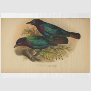 Papier Mousseline Ephémère d'oiseaux Découpage violet Turquoise