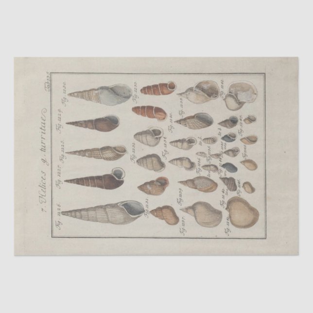 Papier Mousseline Ephémère Ephémère Ephémère Découpage Français (Recto)