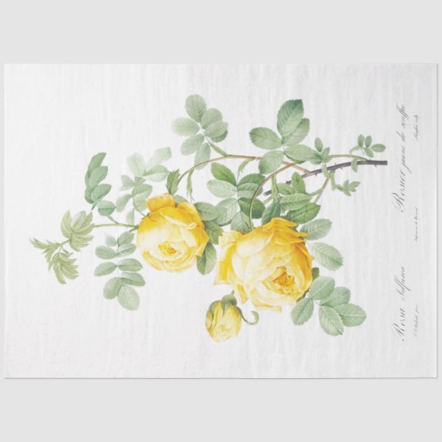Papier Mousseline Ephémère florale de roses jaunes Découpage (Recto)